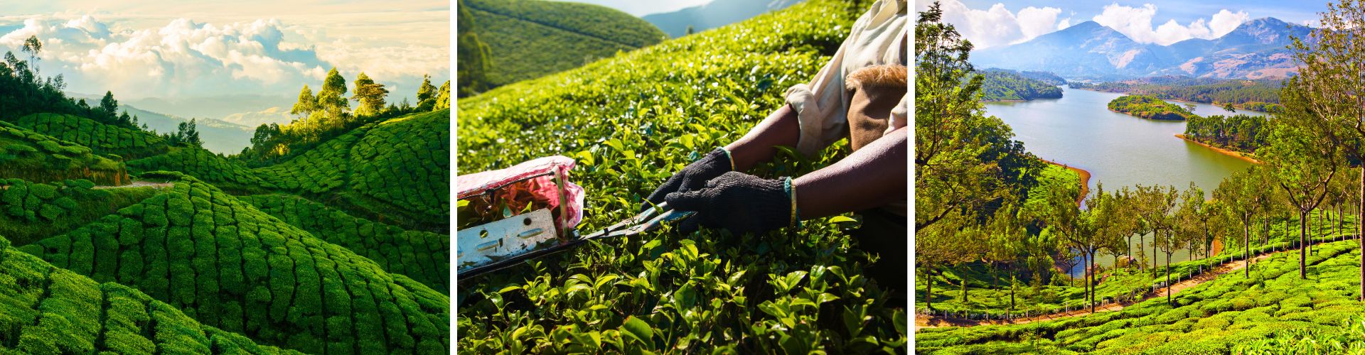 Munnar India (1) Munnar India 1